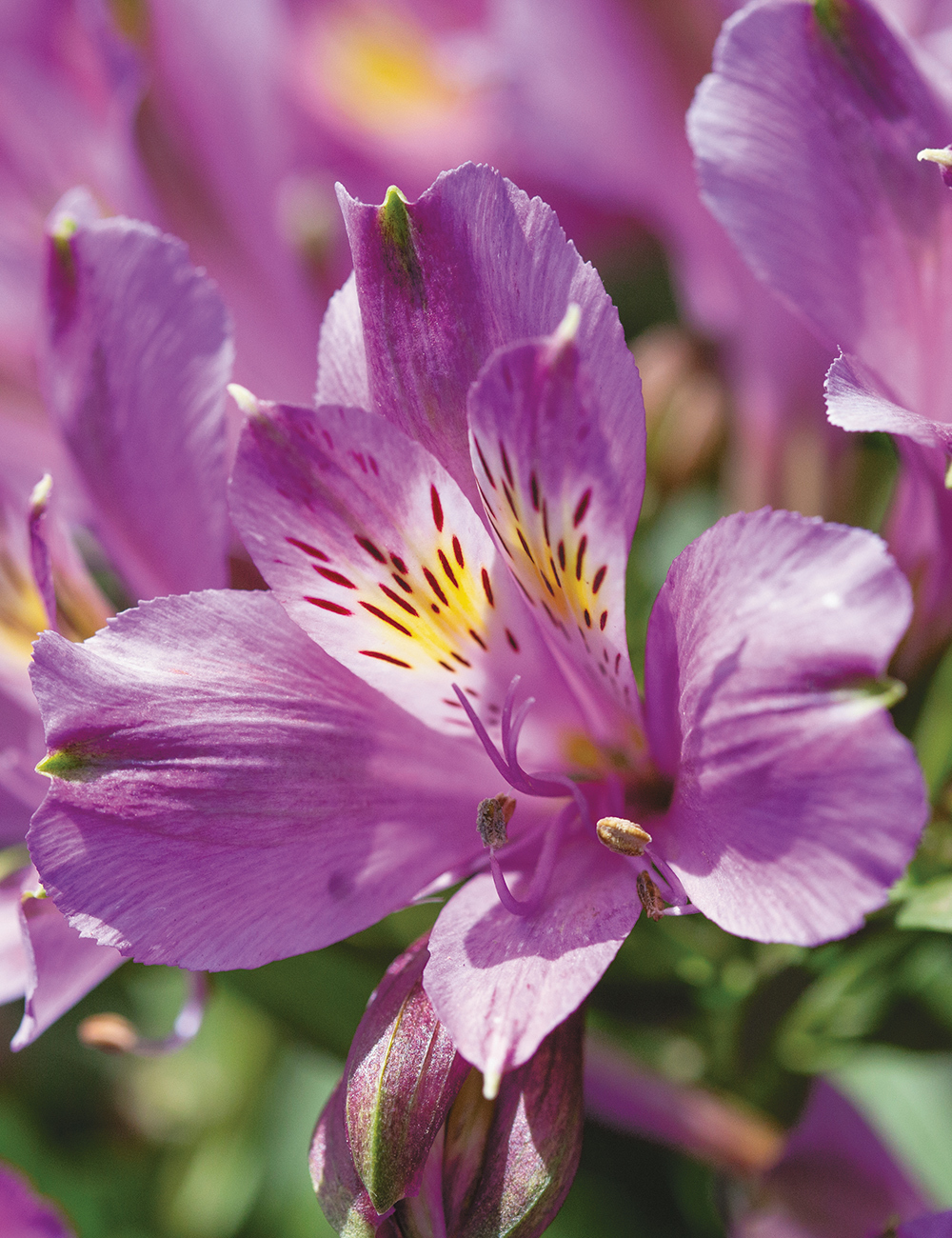 Peruvian Lily Inca 'Battle'