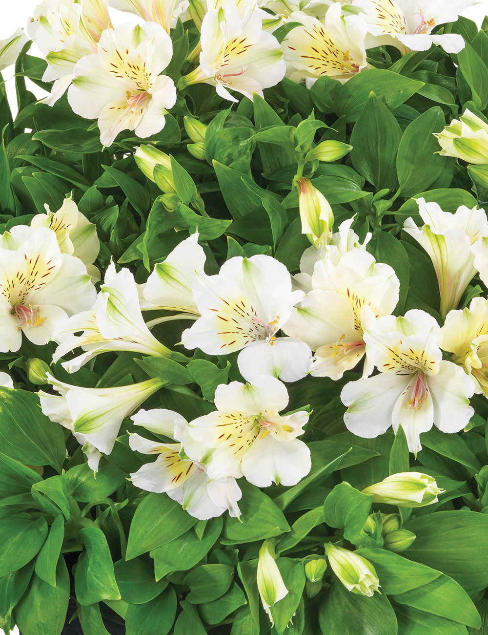 Peruvian Lily 'Beach Valley'