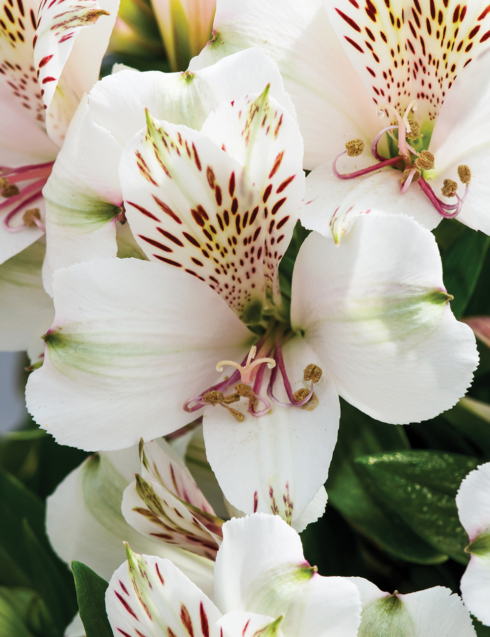 Peruvian Lily 'Inca Concordia'