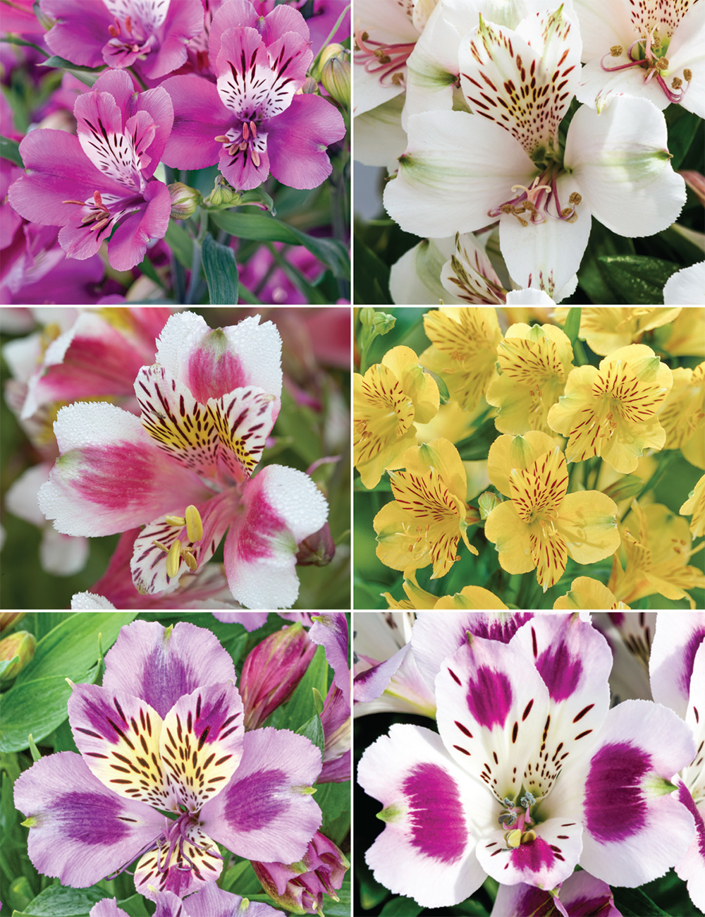 Peruvian Lilies (reduced) Collection