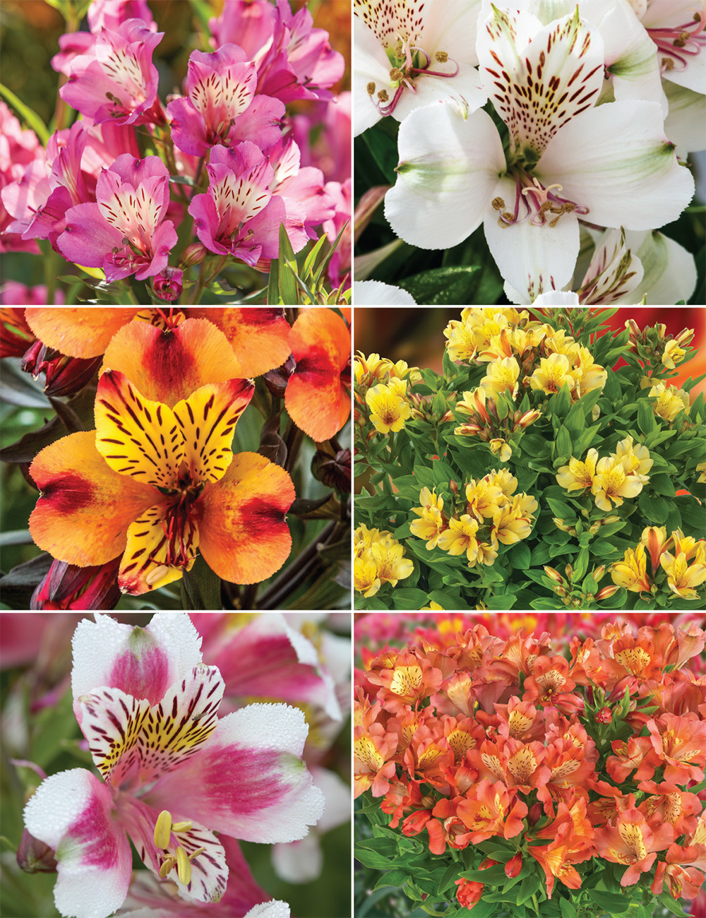 Peruvian Lilies (reduced) Collection