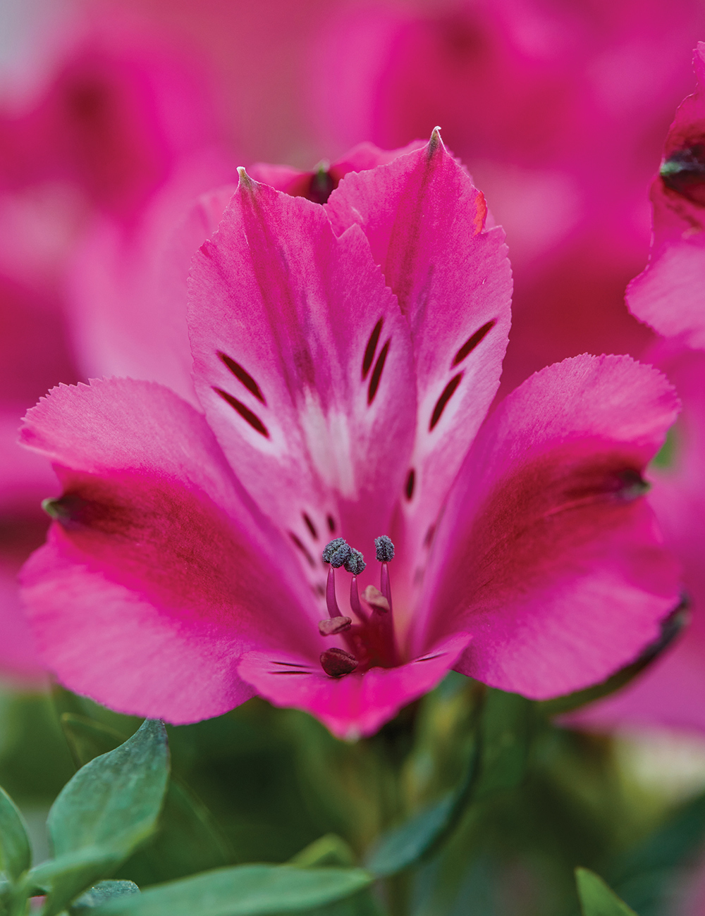 Peruvian Lily 'Inca Candy'