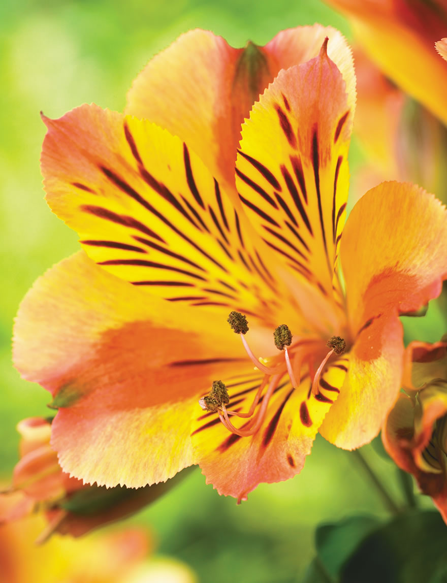 Peruvian Lily Inca Exotica