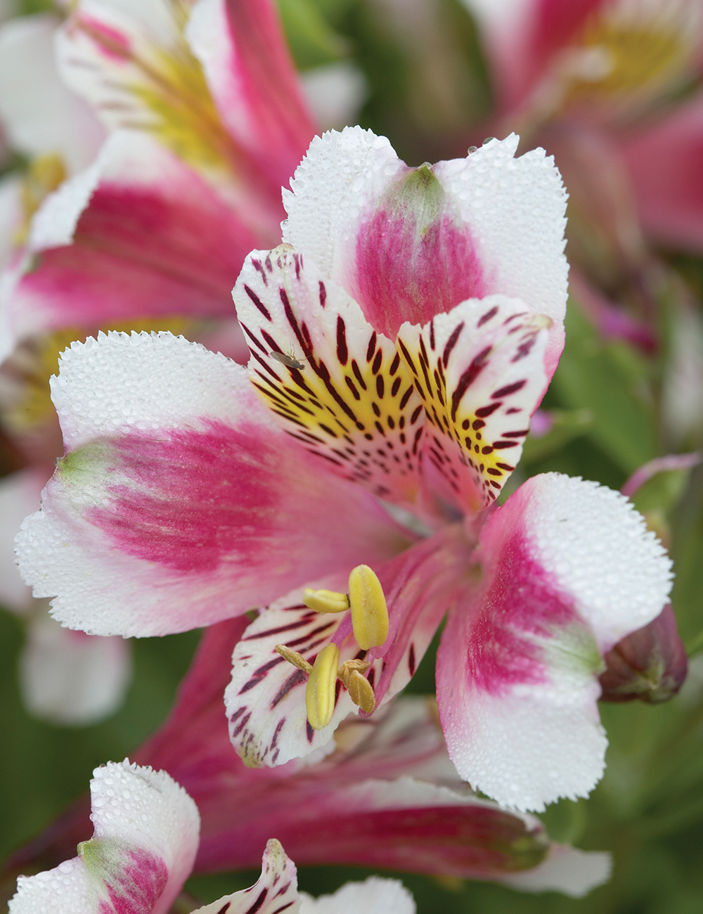 Peruvian Lily Inca 'Flamingo'