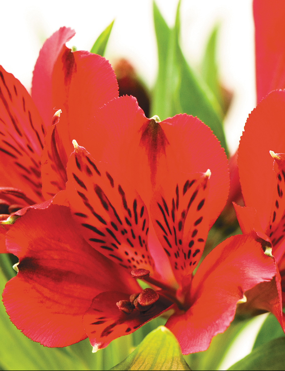 Peruvian Lilies Inca Fire