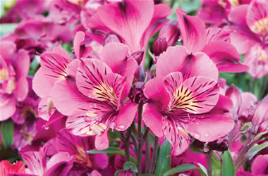 Peruvian Lilies - Garden Wonders Inca Glow