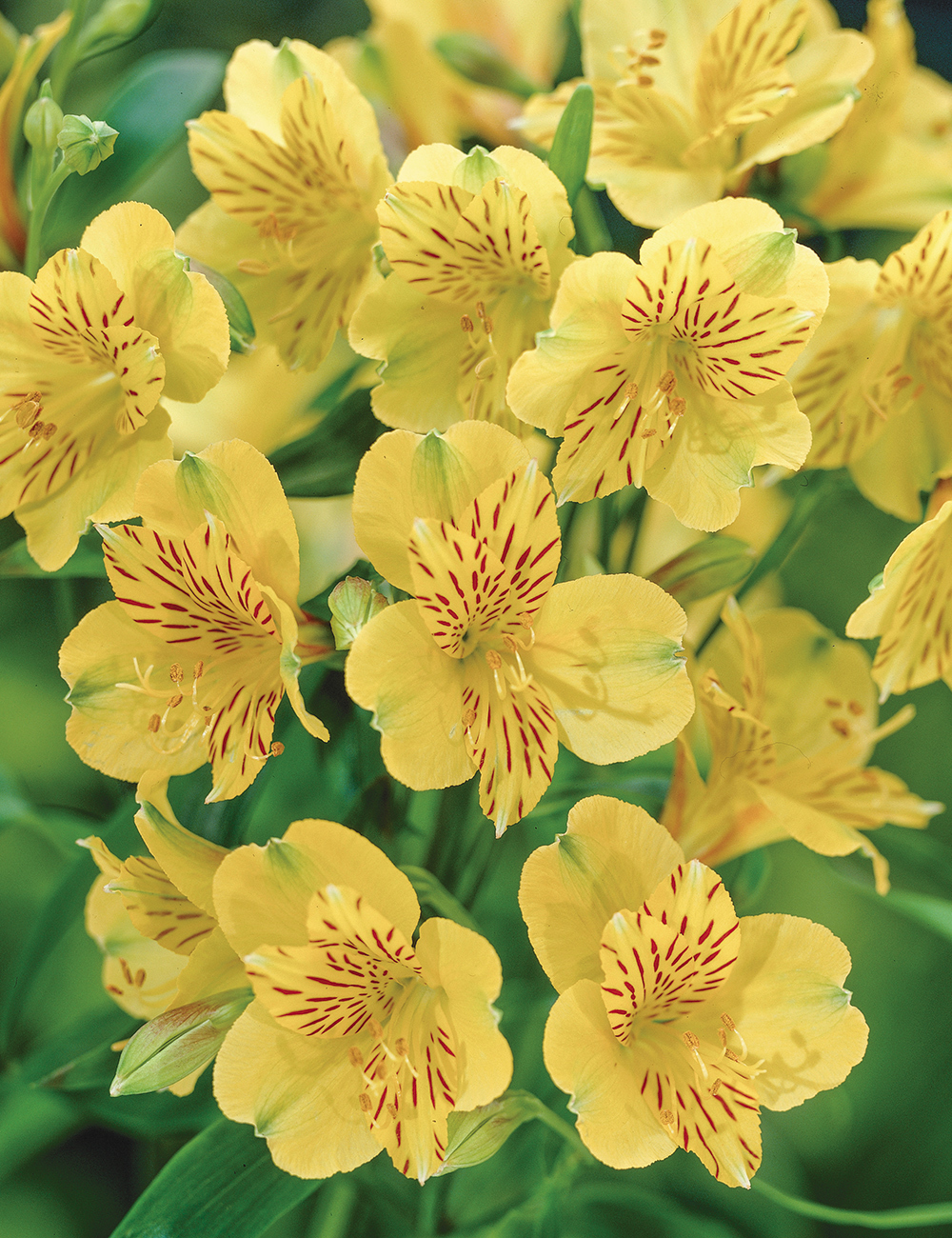 Peruvian Lilies Inca Gold Rush