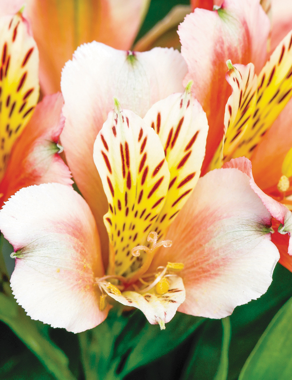 Peruvian Lilies Inca Husky