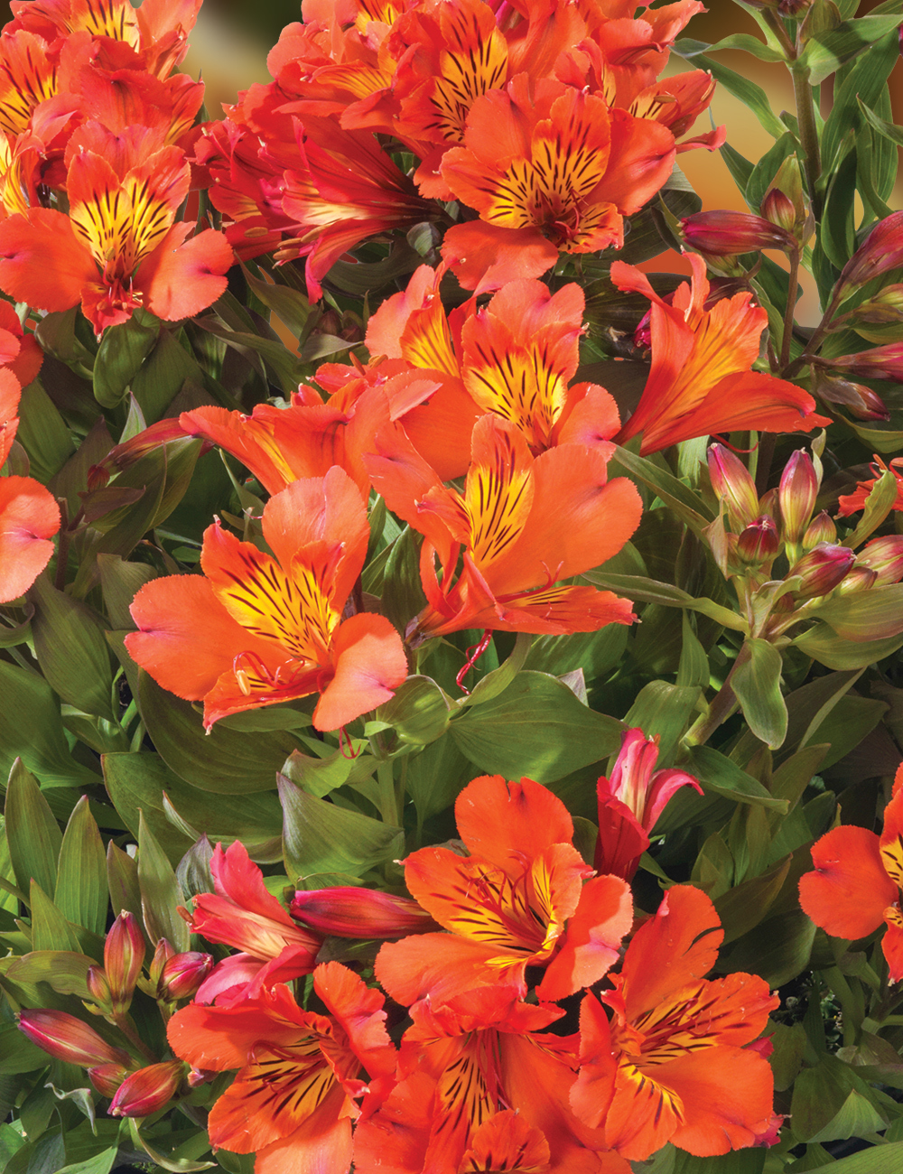 Peruvian Lily 'Holiday Valley'