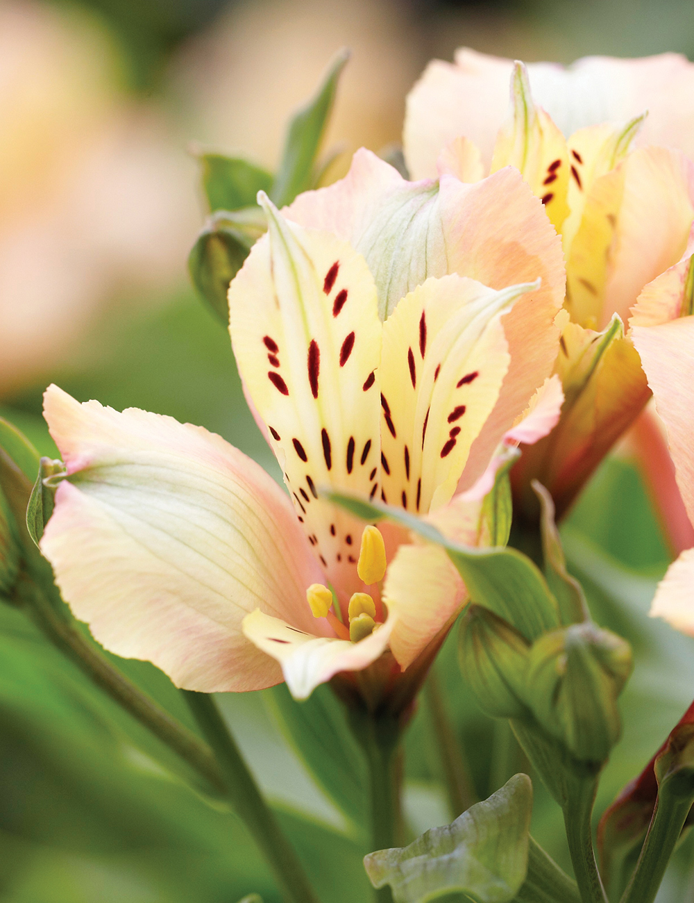 Peruvian Lily Inca Ice