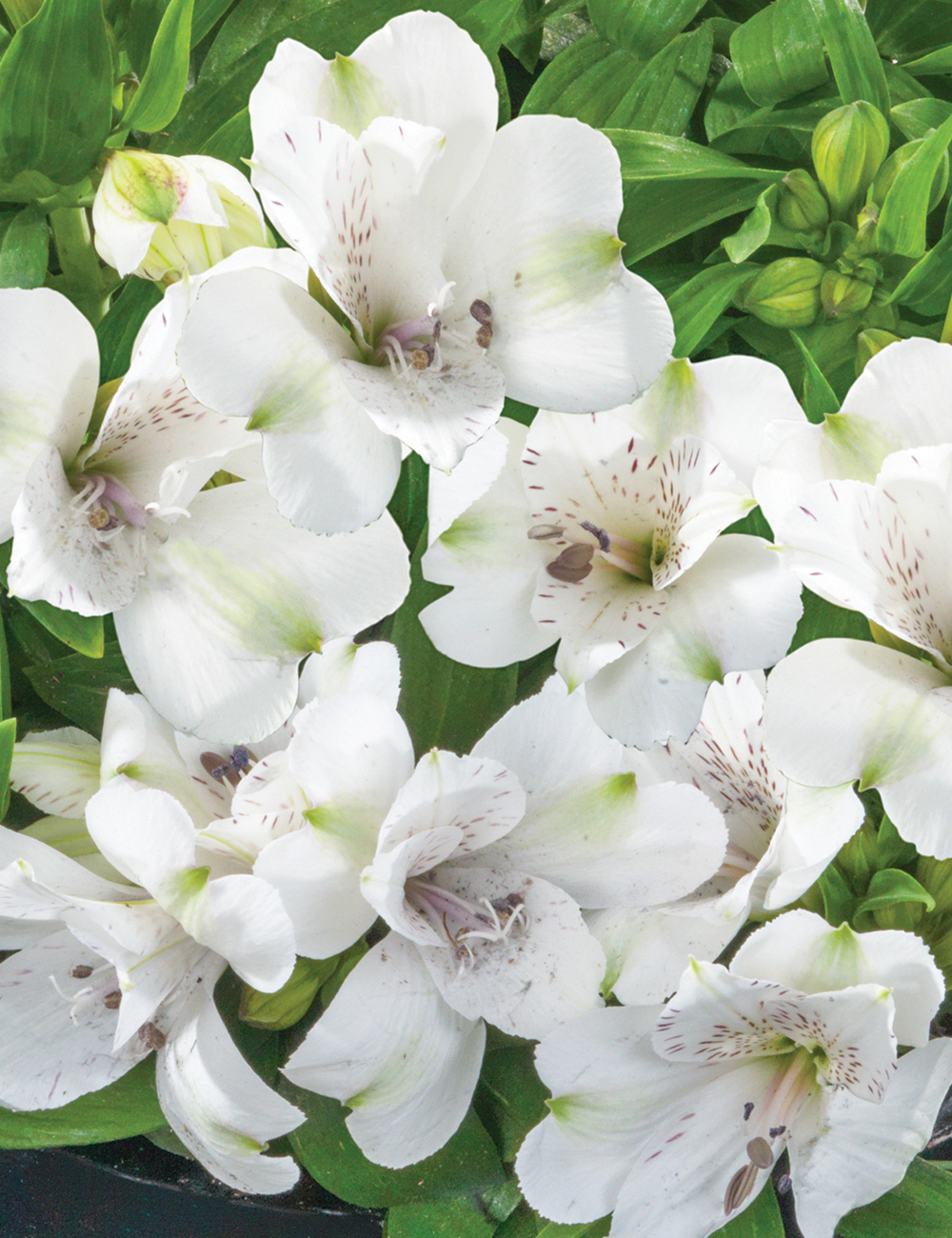 Peruvian Lily Inticancha 'Magic White'