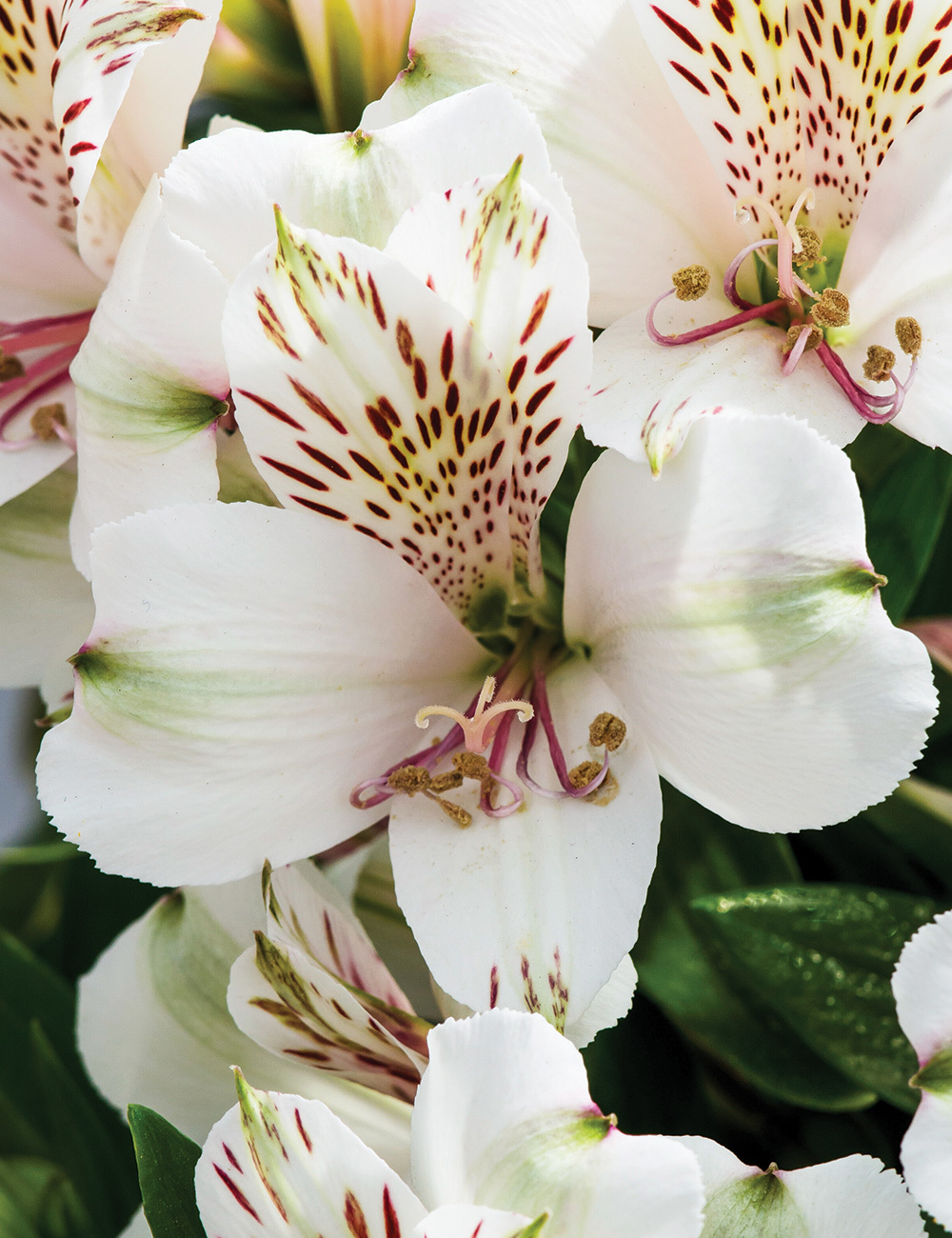 Peruvian Lily Inticancha 'Magic White'