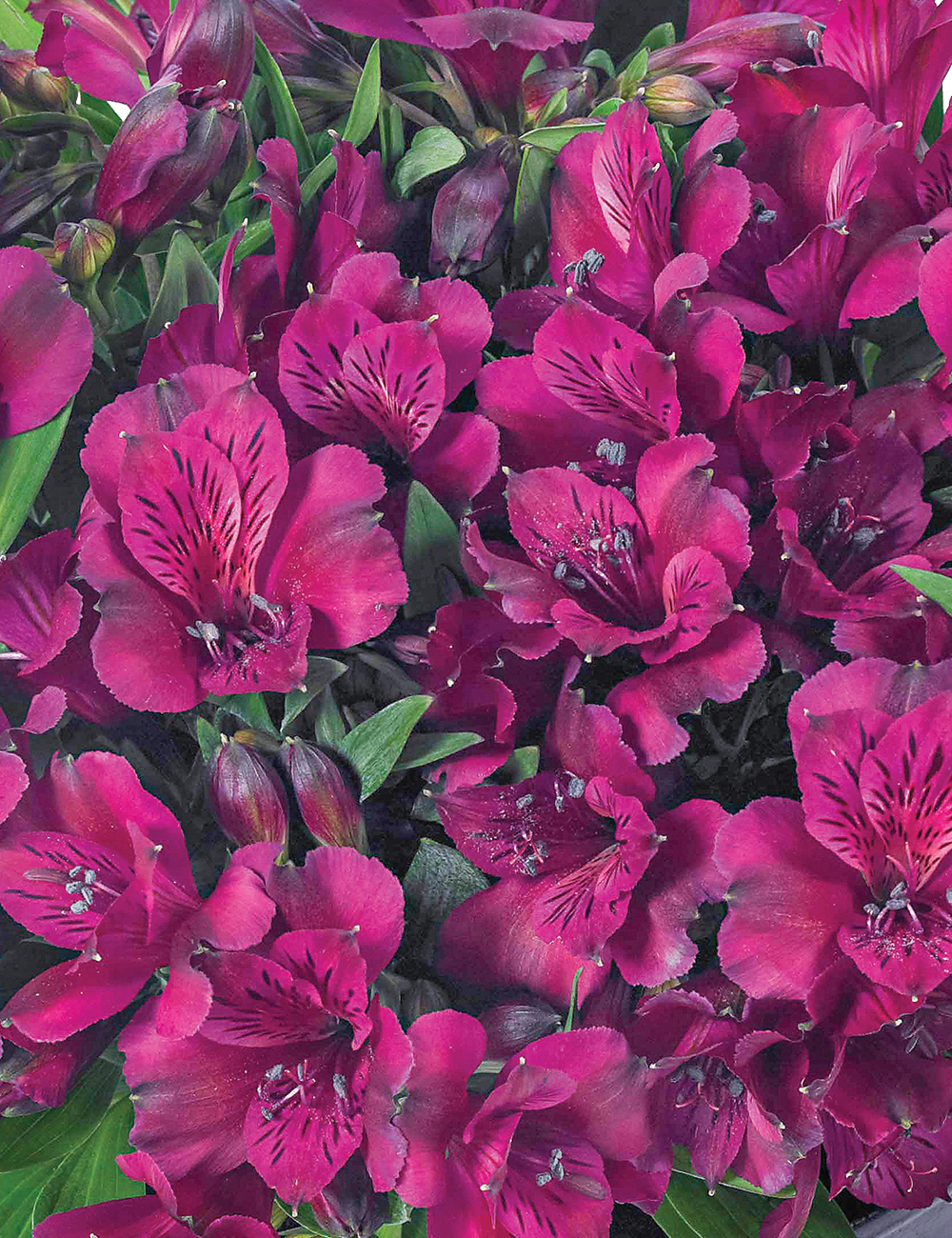 Peruvian Lily Inticancha 'Dark Purple'