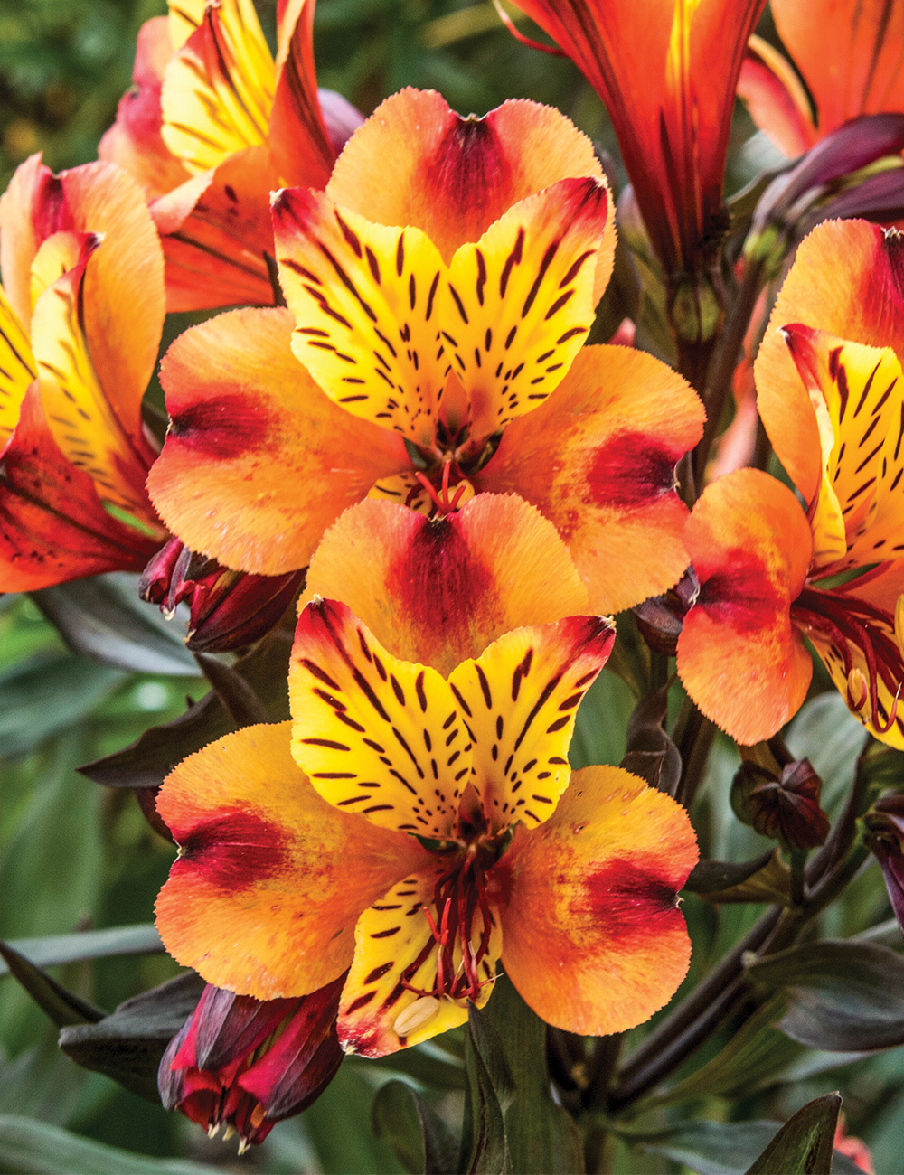 Peruvian Lily Summer Paradise 'Indian Summer'