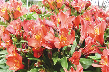 Dwarf Peruvian Lilies Inca Joli