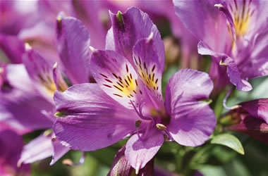 Dwarf Peruvian Lilies Inca Lake