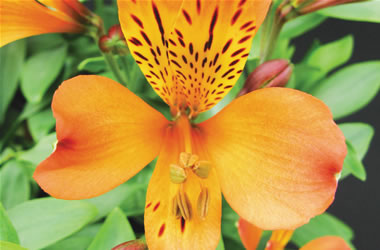 Dwarf Peruvian Lilies Inca Mambo