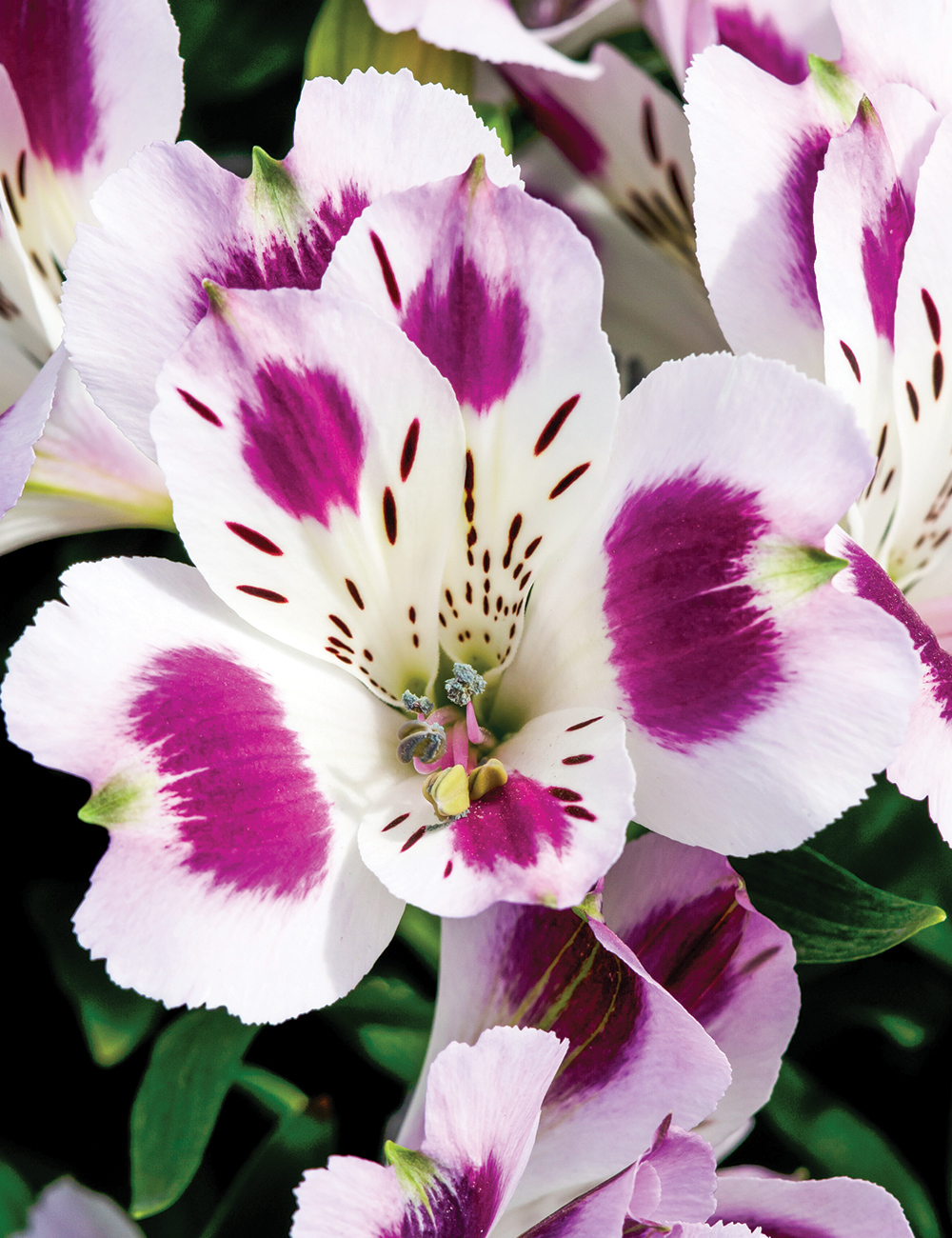 Peruvian Lily 'Inca Magic'