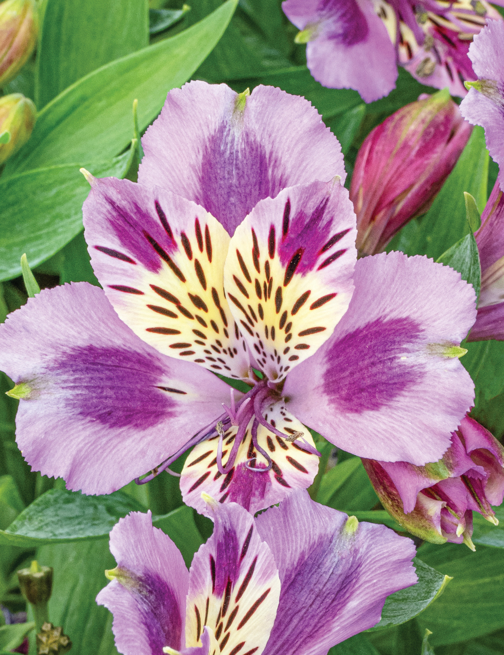 Peruvian Lily 'Inca Ocean'
