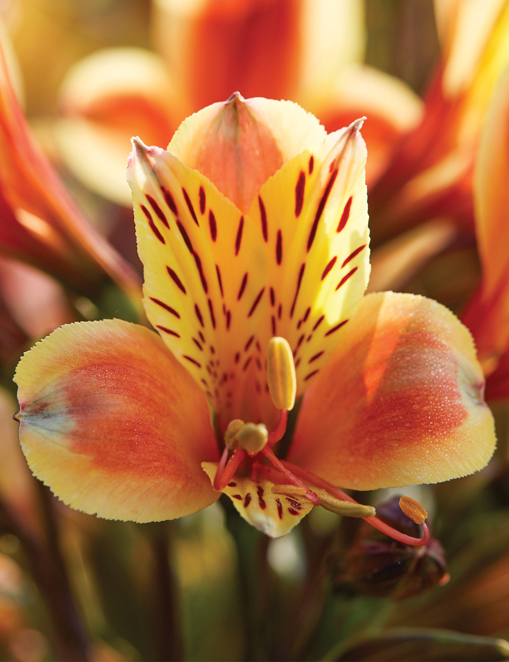 Peruvian Lily 'Summer Breeze'