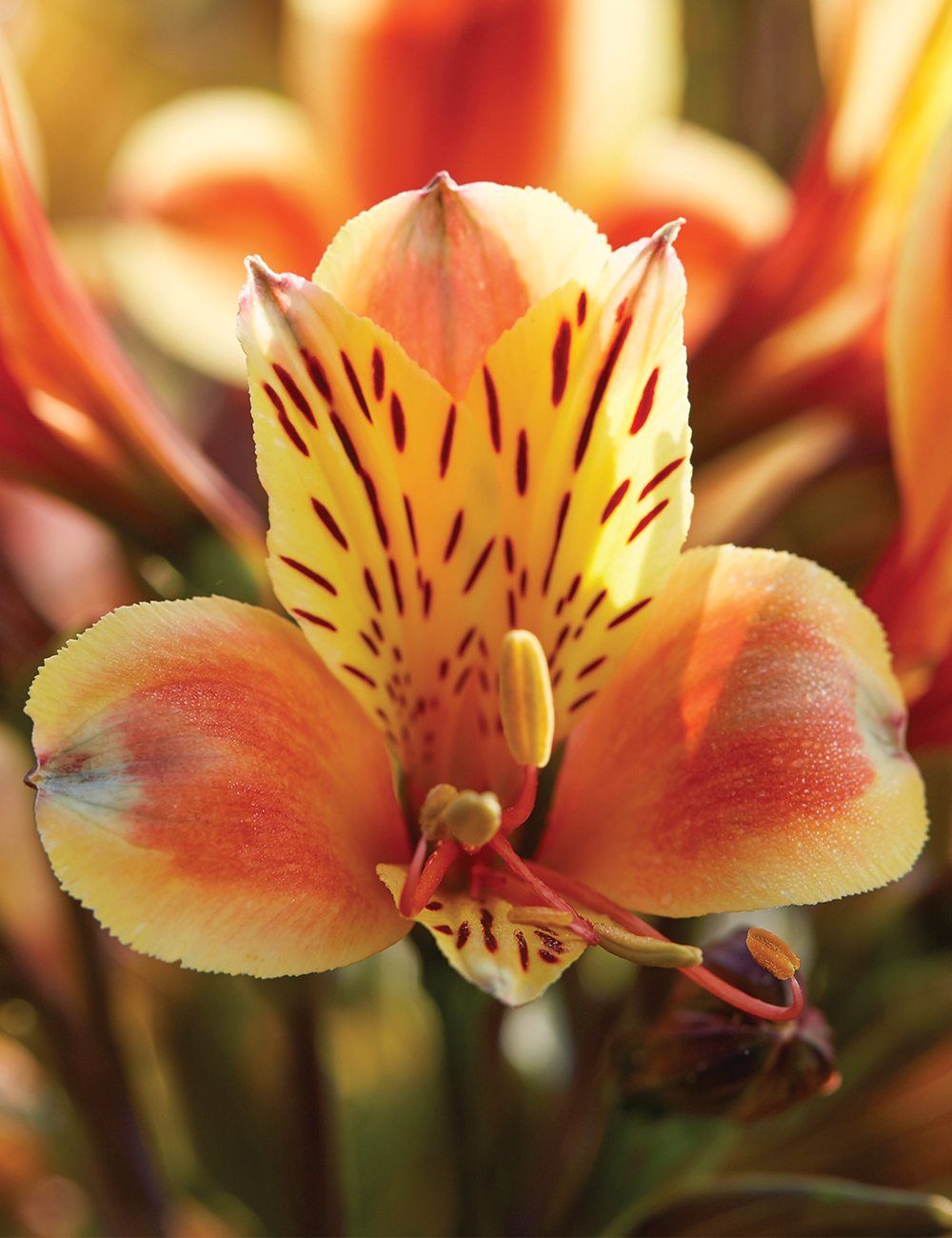 Peruvian Lily Summer Paradise 'Summer Breeze'