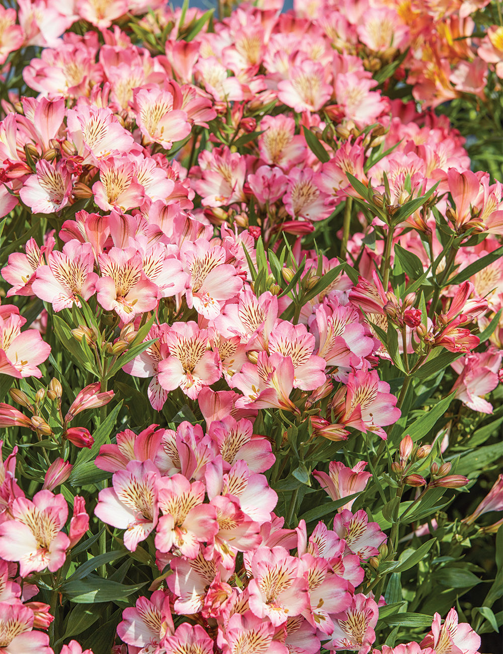 Peruvian Lily Summer Paradise 'Summer Break'