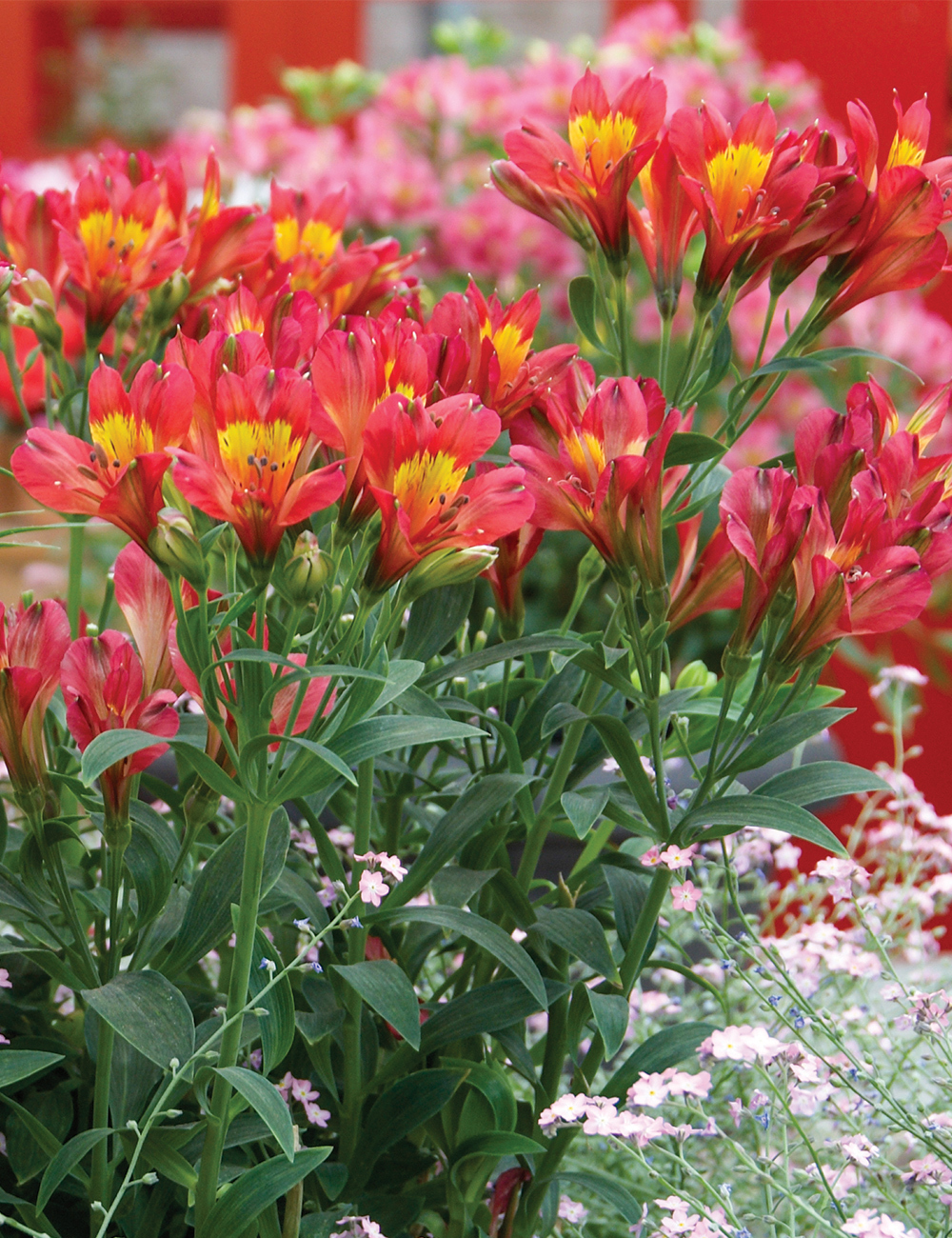 Peruvian Lily 'Summer Red'