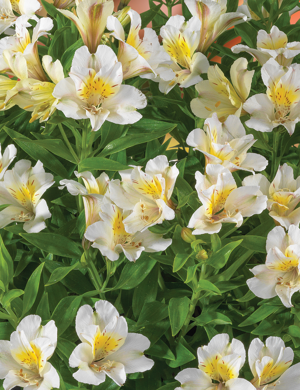 Peruvian Lily 'Summer Sky'