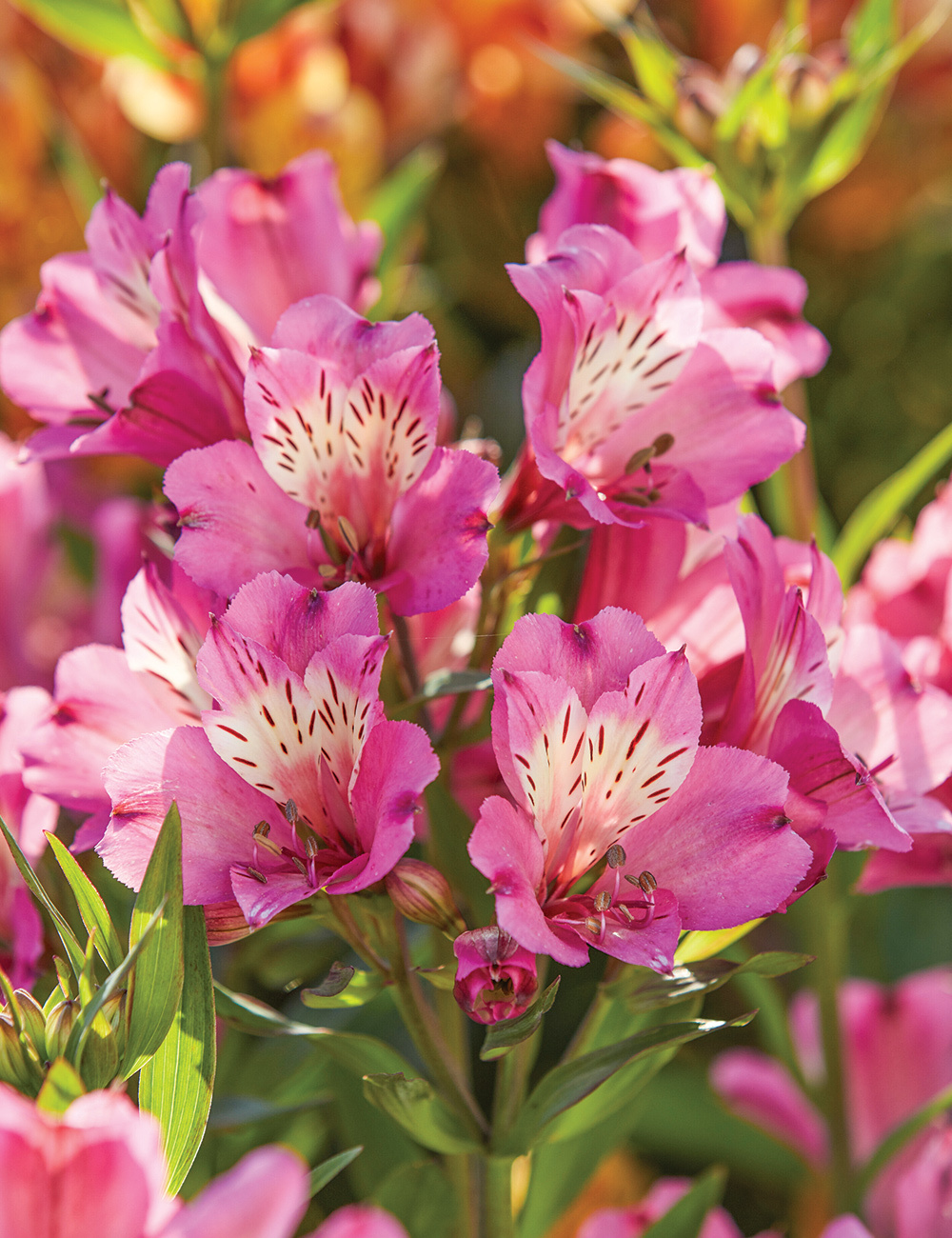 Peruvian Lily Summer Paradise 'Summer Saint'