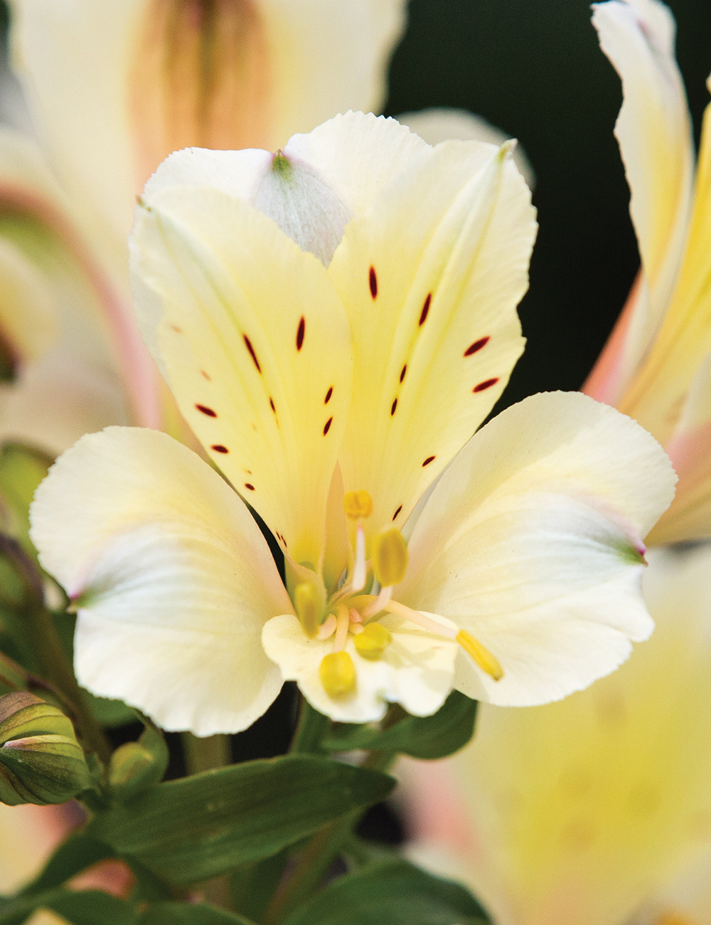 Peruvian Lilies Summer Snow