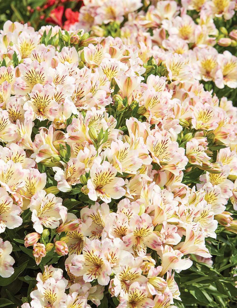 Peruvian Lily 'Time Valley'