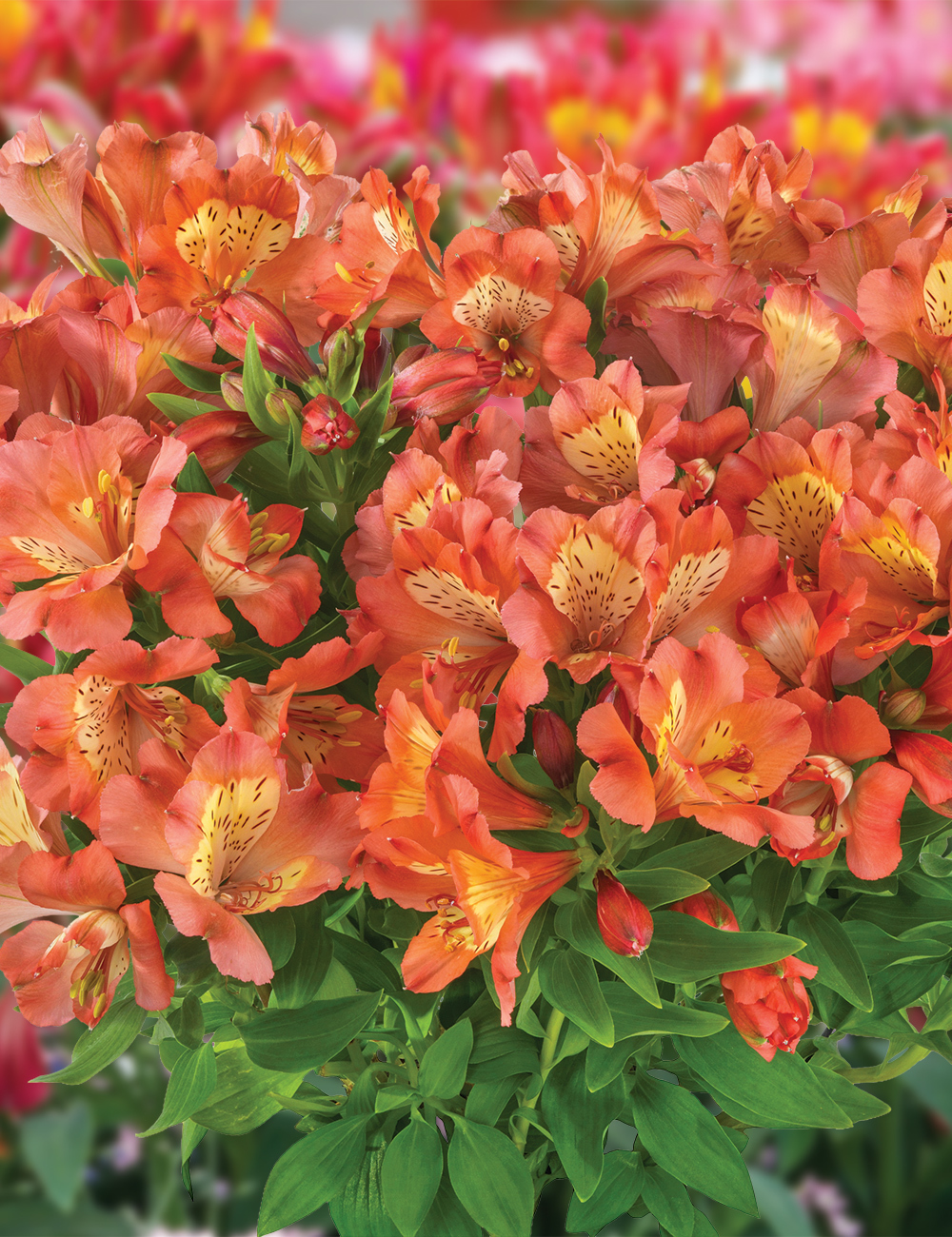 Peruvian Lily Summer Paradise 'Valley Girl'