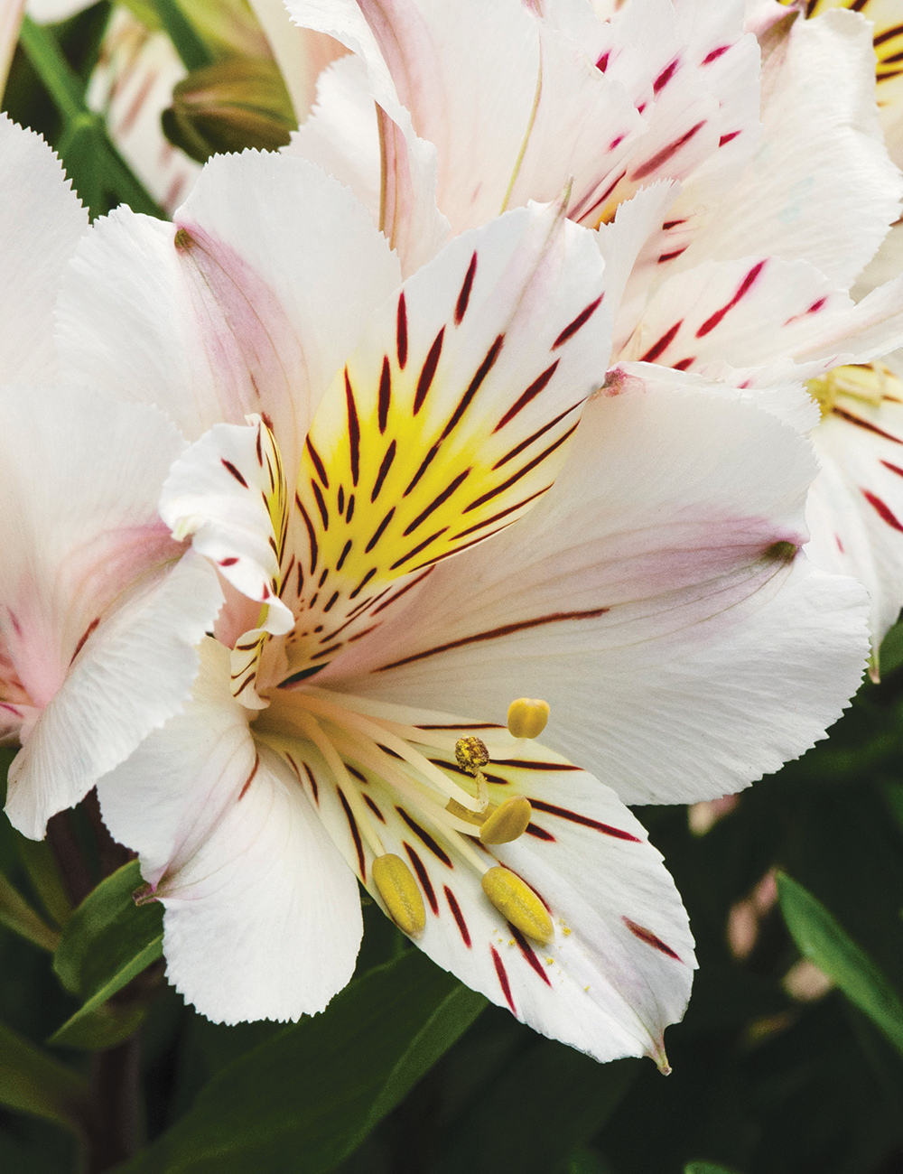 Peruvian Lily Inca 'Vienna'