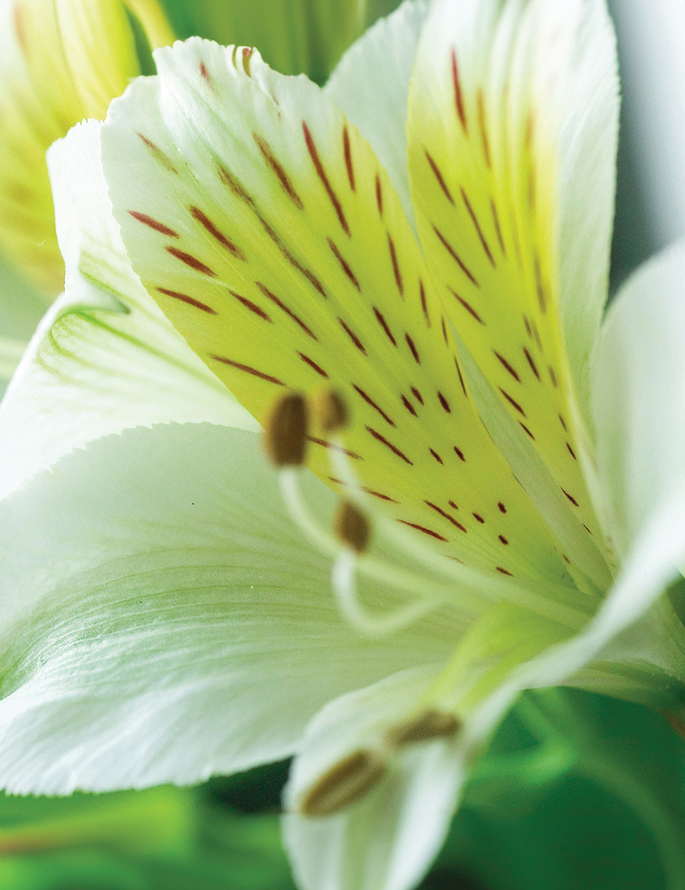 Peruvian Lily 'Inca White Sparkle'