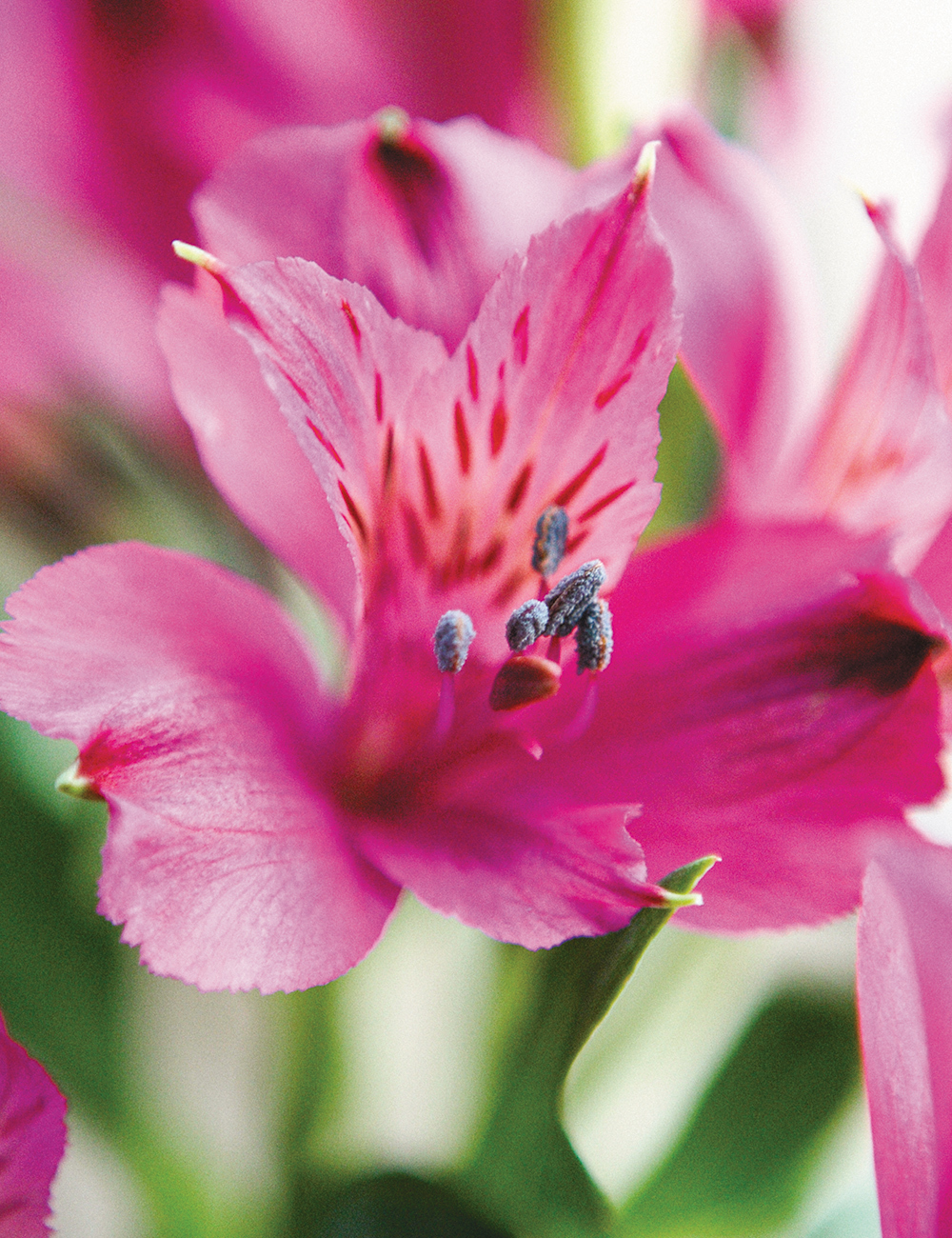 Peruvian Lily Inca 'Yuko'