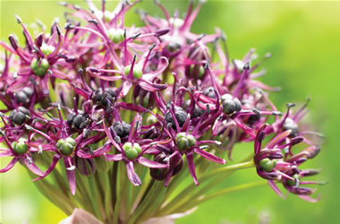 Allium Purple Flowered Onion