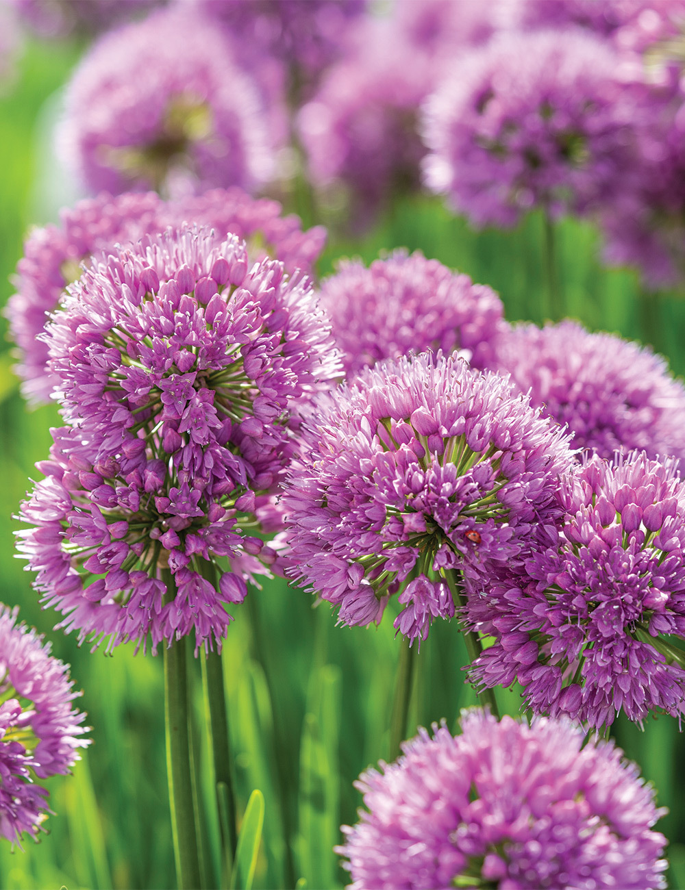 Allium 'Millenium'