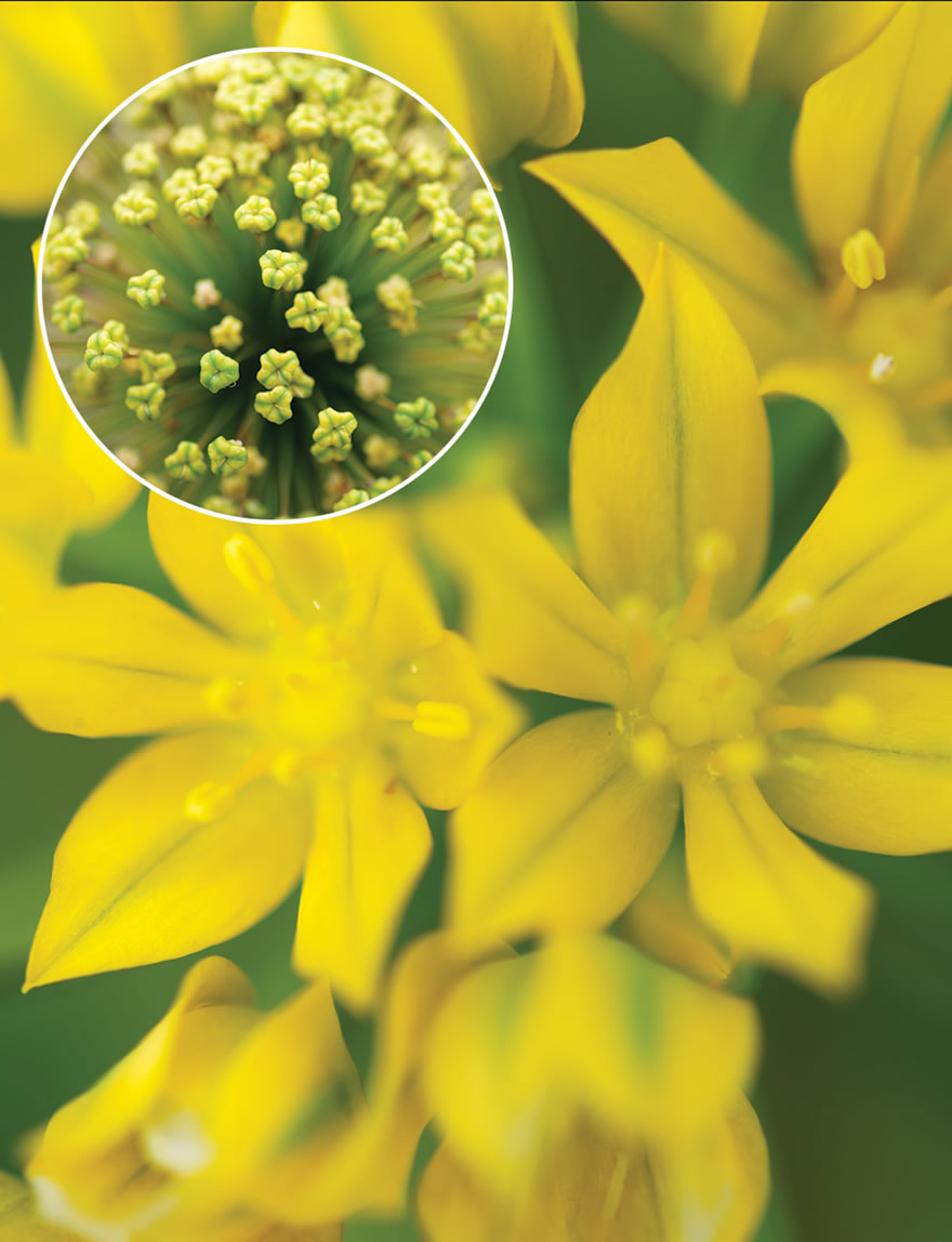 Golden Garlic