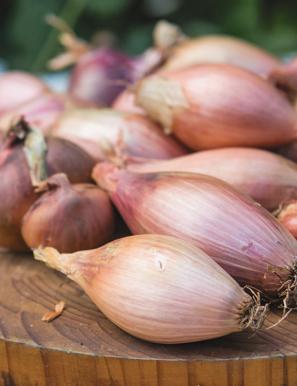 Shallot 'Red'