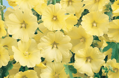 (12C) Russian Hollyhock