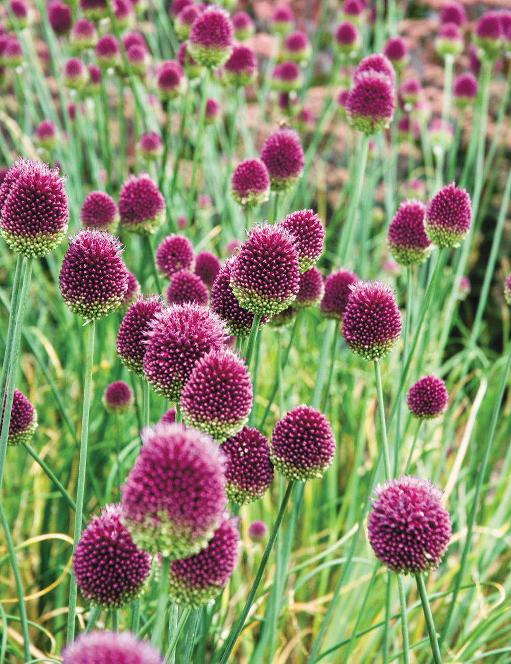 Allium 'Drumsticks'