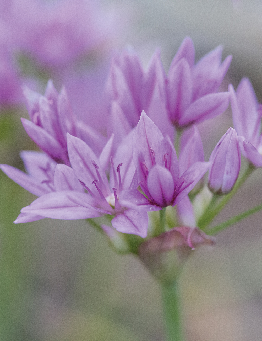 Allium Murrayanum