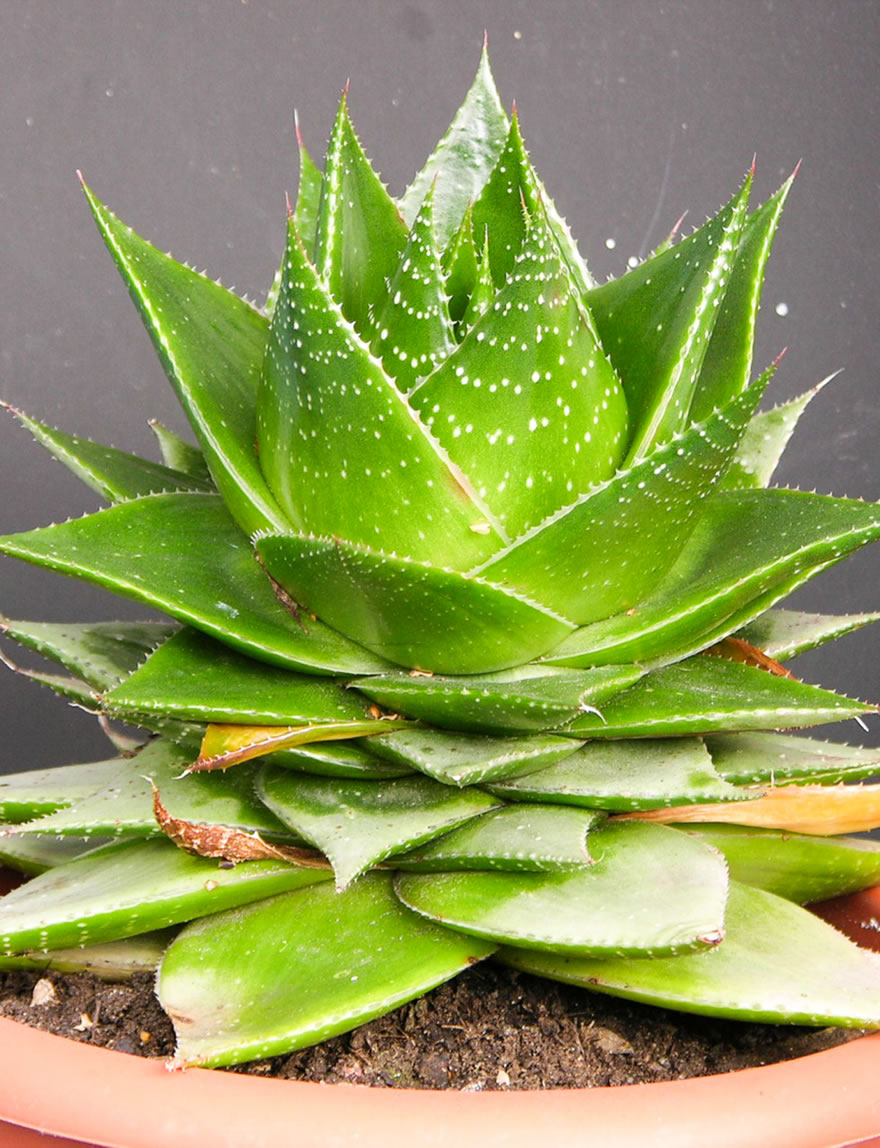 Aloe Cosmo