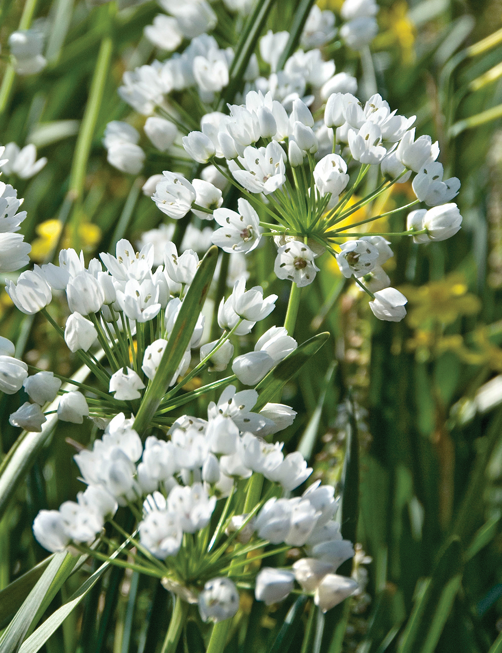 Allium 'Bridal Mist'