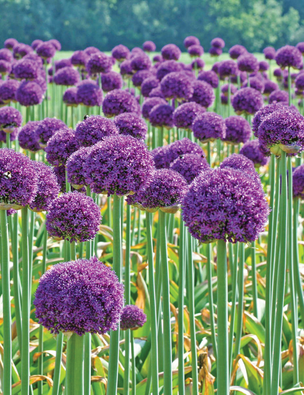 Allium Ambassador