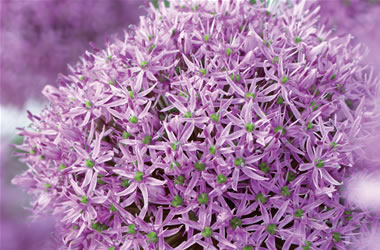 Allium Gladiator