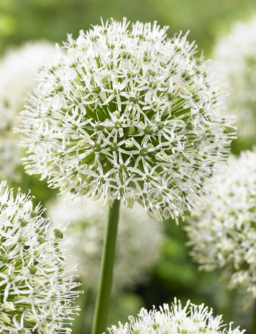 Allium Mont Blanc