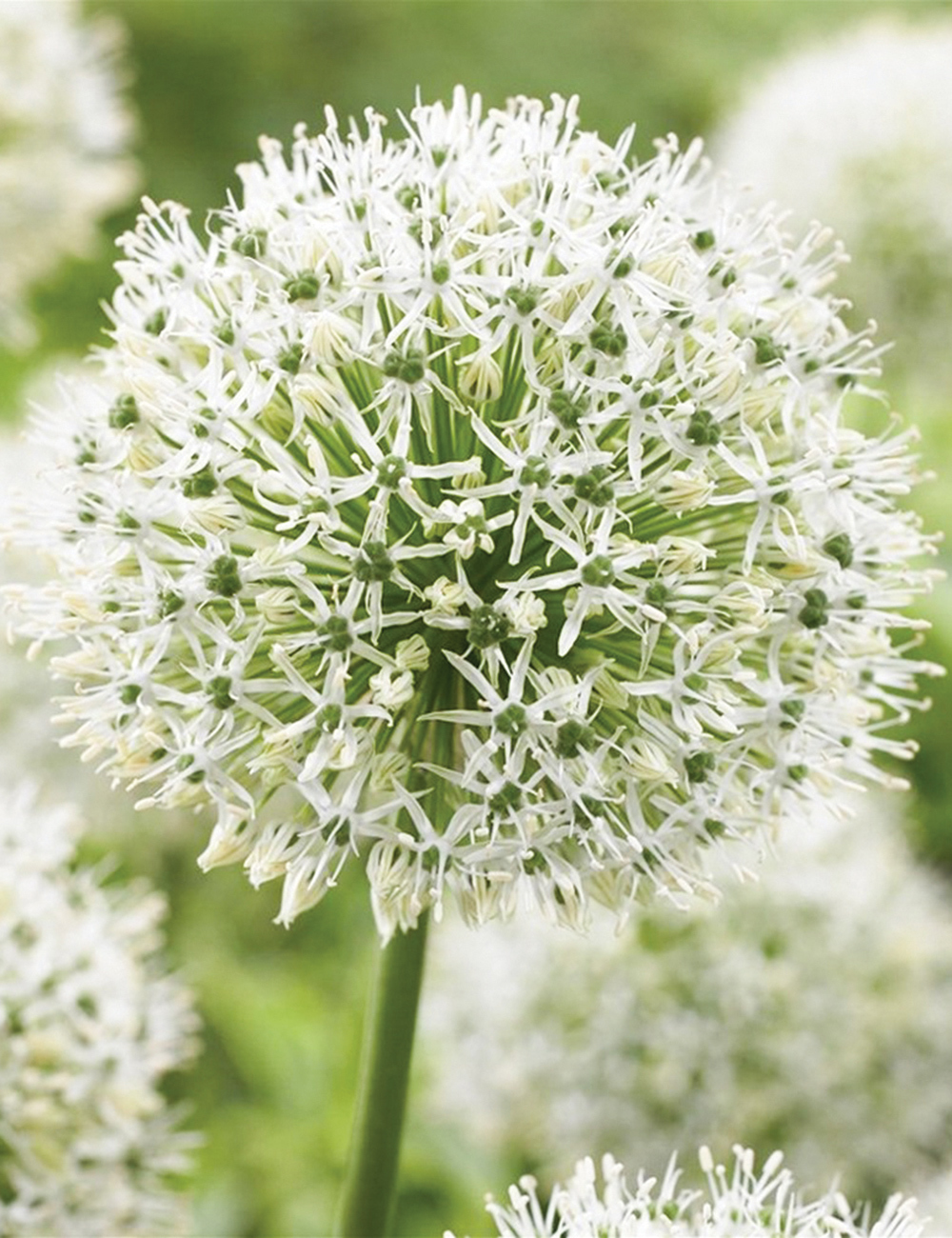 Allium Mount Everest