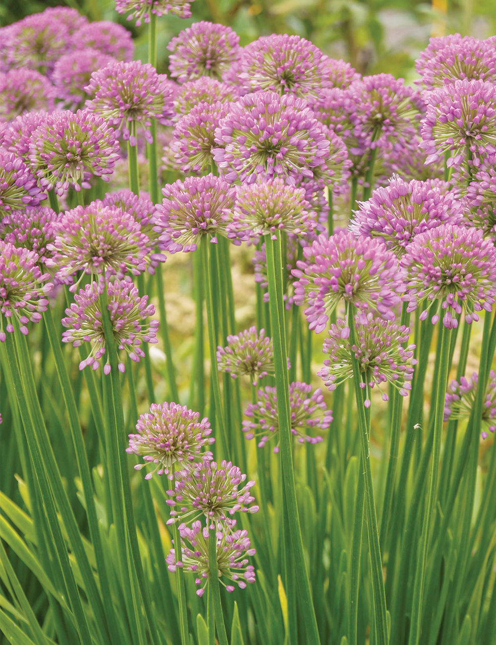 Allium 'Millennium'