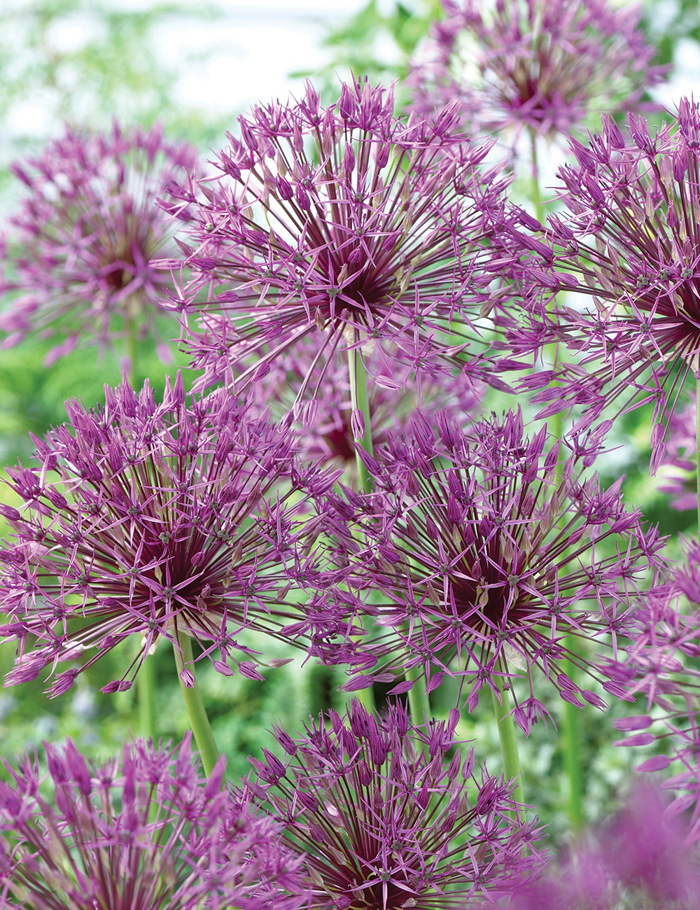 Allium 'Purple Rain'